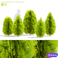 Thuja orientalis | Thuja orientalis Aurea Nana