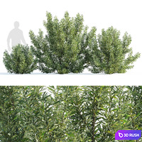 Sea buckthorn bushes set 1 (Hippophae rhamnoides set 1)