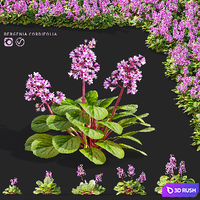 Bergenia cordifolia flowers | Bergenia cordifolia