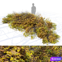 Bush 024