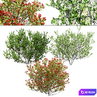 Aronia Melanocarpa bushes 3d model