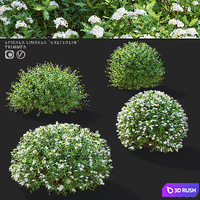 Gray spirea trimmed bushes | Spiraea cinerea grefsheim
