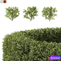 Hedge Scatter 01