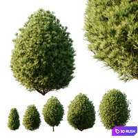 Pinus Mugo Bush02