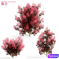 Cotinus coggygria 3 bushes