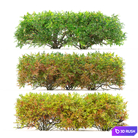 Hedge Bush 08