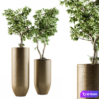 Indoor Plant Set 91 - bonsai ficus benjamina 3D Model Vray, Corona