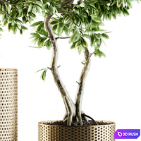 Indoor Plant Set 91 - bonsai ficus benjamina 3D Model Vray, Corona