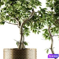 Indoor Plant Set 91 - bonsai ficus benjamina 3D Model Vray, Corona