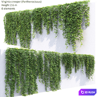 Virginia creeper 3D Model Vray, Corona