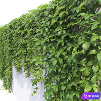 Virginia creeper 3D Model Vray, Corona