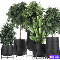 Collection of plants and trees in black pots Ficus Ali, strelitzia, Scheffler. Set 792. 3D Model Vray