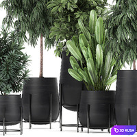 Collection of plants and trees in black pots Ficus Ali, strelitzia, Scheffler. Set 792. 3D Model Vray