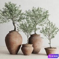 Olive European In Antique Clay Vessels 3D Model Corona