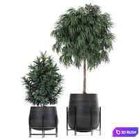 Collection of plants and trees in black pots Ficus Ali, strelitzia, Scheffler. Set 792. 3D Model Vray