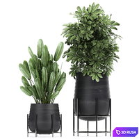 Collection of plants and trees in black pots Ficus Ali, strelitzia, Scheffler. Set 792. 3D Model Vray