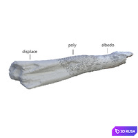 Old tree trunk_Old log 3D Model Vray
