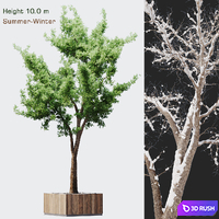 Tree summer-winter 3D Model Vray