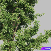 Tree summer-winter 3D Model Vray