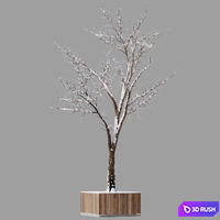 Tree summer-winter 3D Model Vray