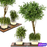Outdoor Plants bush &amp; Tree Combination of wood &amp; concrete Pot - Garden Set 45 3D Model Vray, Corona