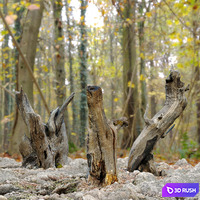 Tree stump _pack_2 3D Model Vray, Corona
