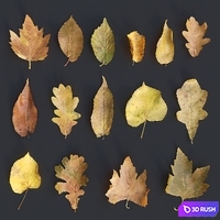 Autumn leaves. yellow 3D Model Vray, Corona