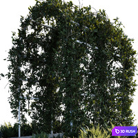 Outdoor_plants01 3D Model Corona