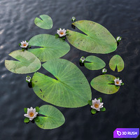 Water Lily 3D Model Corona