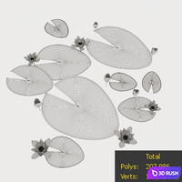 Water Lily 3D Model Corona