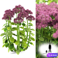Cleansing visible | Sedum spectabile `Brillant` 3D Model Vray