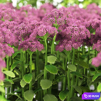 Cleansing visible | Sedum spectabile `Brillant` 3D Model Vray