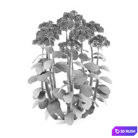 Cleansing visible | Sedum spectabile `Brillant` 3D Model Vray