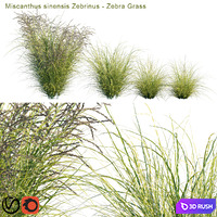 Miscanthus sinensis Zebrinus | Zebra grass 3D Model Corona