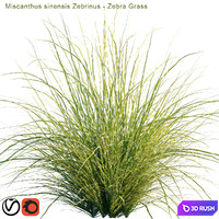 Miscanthus sinensis Zebrinus | Zebra grass 3D Model Corona