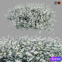 Cerastium tomentosum 3D Model Vray, Corona