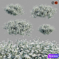 Cerastium tomentosum 3D Model Vray, Corona