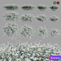 Cerastium tomentosum 3D Model Vray, Corona
