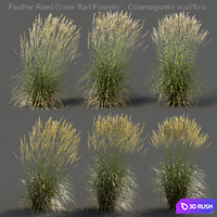 Feather Reed Grass - Calamagrostis acutiflora - High 3D Model Vray