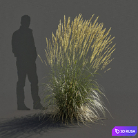Feather Reed Grass - Calamagrostis acutiflora - High 3D Model Vray