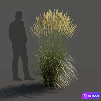 Feather Reed Grass - Calamagrostis acutiflora - High 3D Model Vray