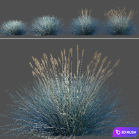 Blue Fescue / Festuca glauca 3D Model Corona