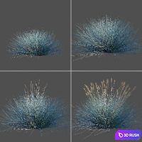 Blue Fescue / Festuca glauca 3D Model Corona