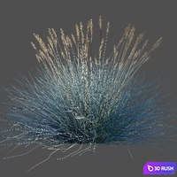 Blue Fescue / Festuca glauca 3D Model Corona
