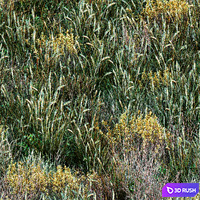 Forest grass 001 3D Model Corona