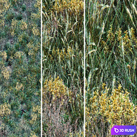 Forest grass 001 3D Model Corona