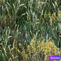 Forest grass 001 3D Model Corona