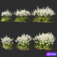 Muhly grass White_03 3D Model Corona