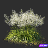 Muhly grass White_03 3D Model Corona