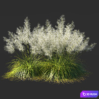 Muhly grass White_03 3D Model Corona